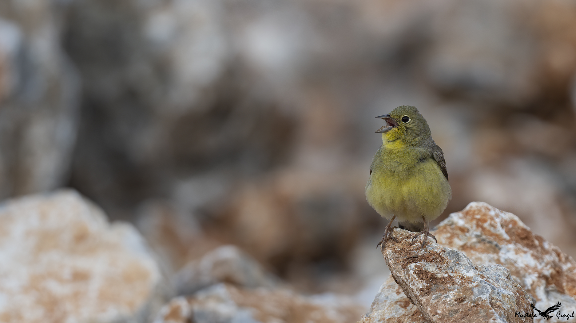 Cinereous Bunting